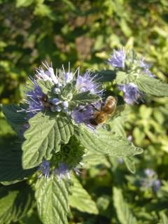 Caryopteris x clandonensis 'Heavenly Blue' flower (13/11/2011, London)