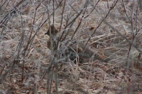 Ruffed Grouse!