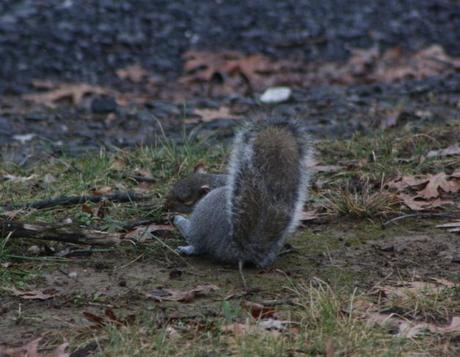 Bird feeding, or the lack there of