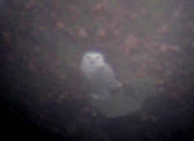 New Jersey Snowy Owl!