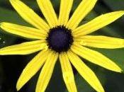 Burning Desire........