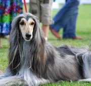 Afghan Hound