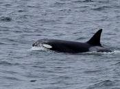 Killer Whales Visit Cornwall