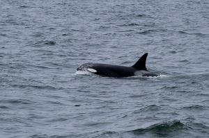 KILLER WHALES VISIT CORNWALL