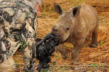 Rhino calf close up
