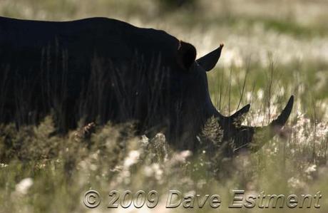 big five rhino photograph