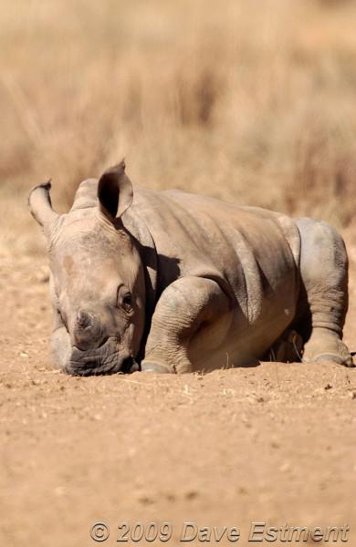 Rhinoceros Calf