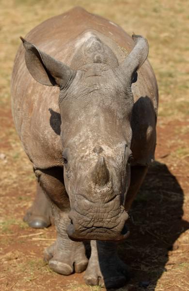 rhinoceros photograph