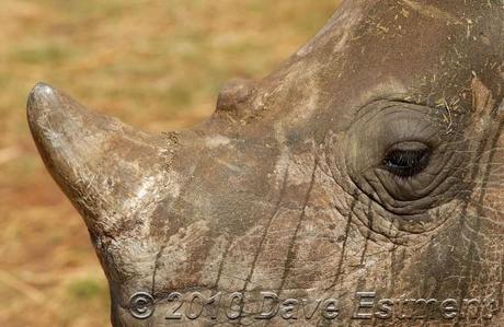 Rhinoceros horn close-up