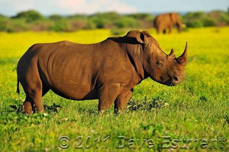 Post image for Better Late than Never to Save our Rhino’s