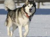 Featured Animal: Alaskan Malamute