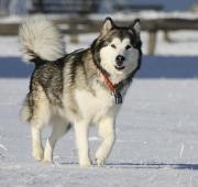 Alaskan Malamute