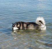 Alaskan Malamute