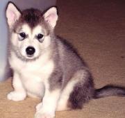 Alaskan Malamute