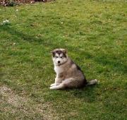 Alaskan Malamute