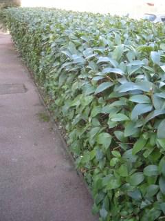 Lonicera lucidum hedge (13/11/2011, London)