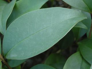 Lonicera lucidum leaf (13/11/2011, London)