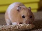 Featured Animal: Hamster