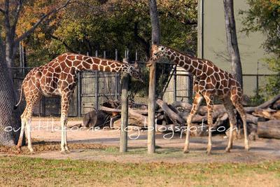 a day at the zoo {part 1}