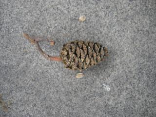 Alnus glutinosa cone (03/12/2011, London)