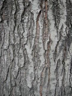 Alnus glutinosa bark (03/12/2011, London)