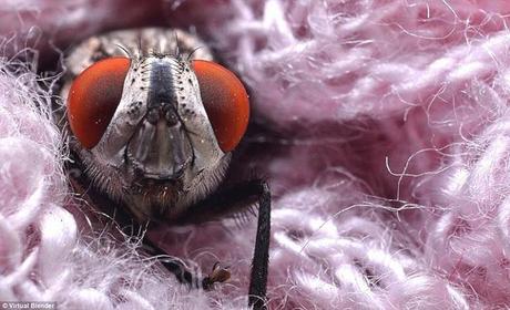 Portraits of Giant Insects