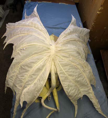 A Paper Mache Dark Butterfly- Wings!