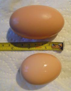 Lesson 456 – A whopper of an egg story