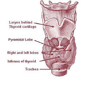 Thyroid