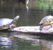 River Turtle