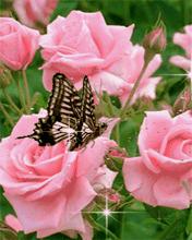 Roses Butterfly