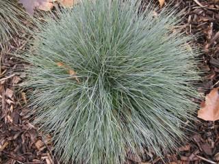 Festuca glauca (03/12/2011, London)