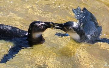 Brokeback iceberg shattered: Toronto’s ‘gay’ penguins split up