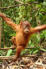 Young Sumatran Orangutan