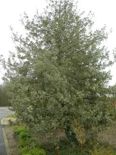 Ilex aquifolium 'Argentea Variegata' (01/12/2011, Cambridge)