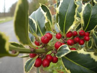 Ilex aquifolium 'Argentea Variegata' Berries (01/12/2011, Cambridge)