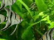 Angels Dreams..........