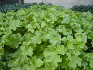 Heuchera 'Lime Ricky' (03/12/2011, London)