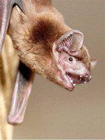 Noctule