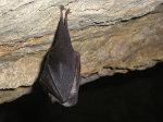 Lesser Horseshoe-Bat