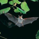 Bechsteins-Bat