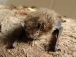 Pipistrelle-Bat