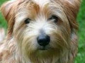 Featured Animal: Norfolk Terrier