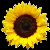 Sunflowers for Tina #LifeIsGood #MicroblogMonday