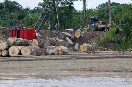 Logged wood off the Ucayali River in Peru. Photo by Toby Smith/EIA. 