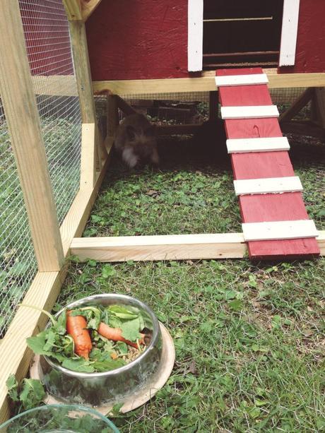 our healthy little bunny hutch