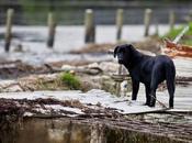 FEMA Advises Public Prepare Pets Natural Disaster