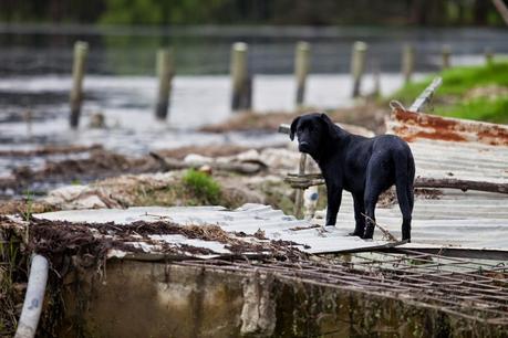 FEMA advises public to prepare pets for natural disaster