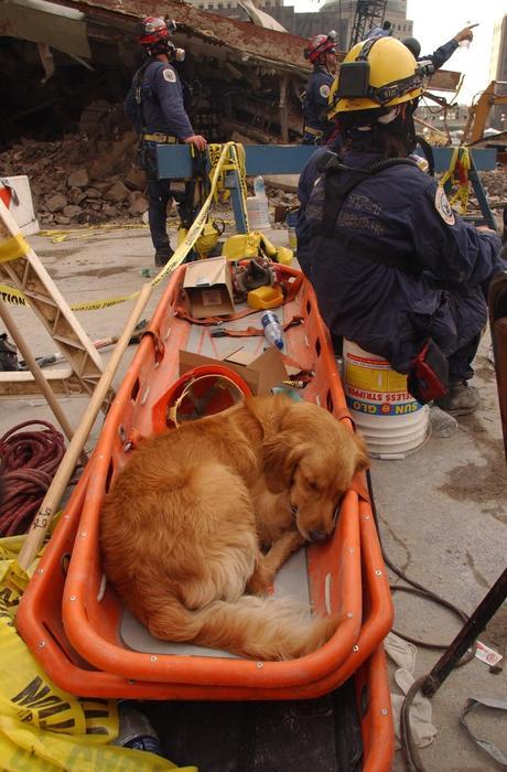 FEMA advises public to prepare pets for natural disaster