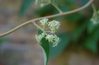 Tripterygium wilfordii Flower (17/08/2014, Kew Gardens, London)